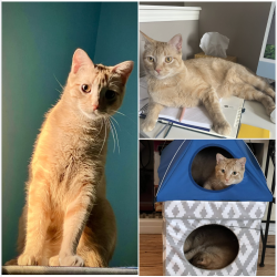 Lost Male Cat last seen Chapalina Park and Chaparral Drive, Calgary, AB T2X 3R8