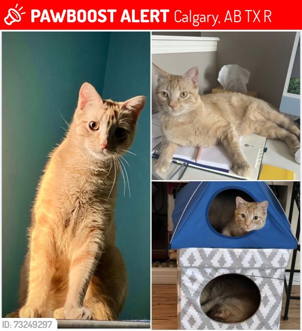 Lost Male Cat last seen Chapalina Park and Chaparral Drive, Calgary, AB T2X 3R8