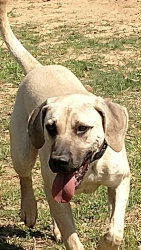 Reunited Male Dog last seen Robinhood Lane, Hockley, TX 77447