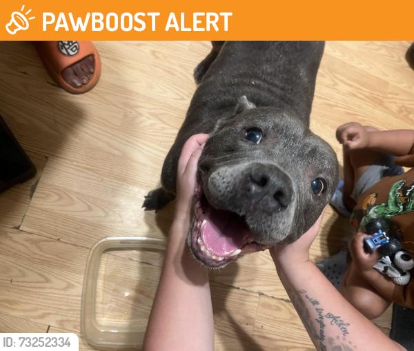 Found/Stray Male Dog last seen Blossomwood road, Chesterfield County, VA 23832