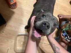 Found/Stray Male Dog last seen Blossomwood road, Chesterfield County, VA 23832