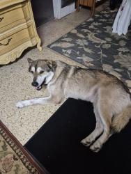 Reunited Male Dog last seen Manette Cir and old kings rd, Daytona Beach, FL 32117