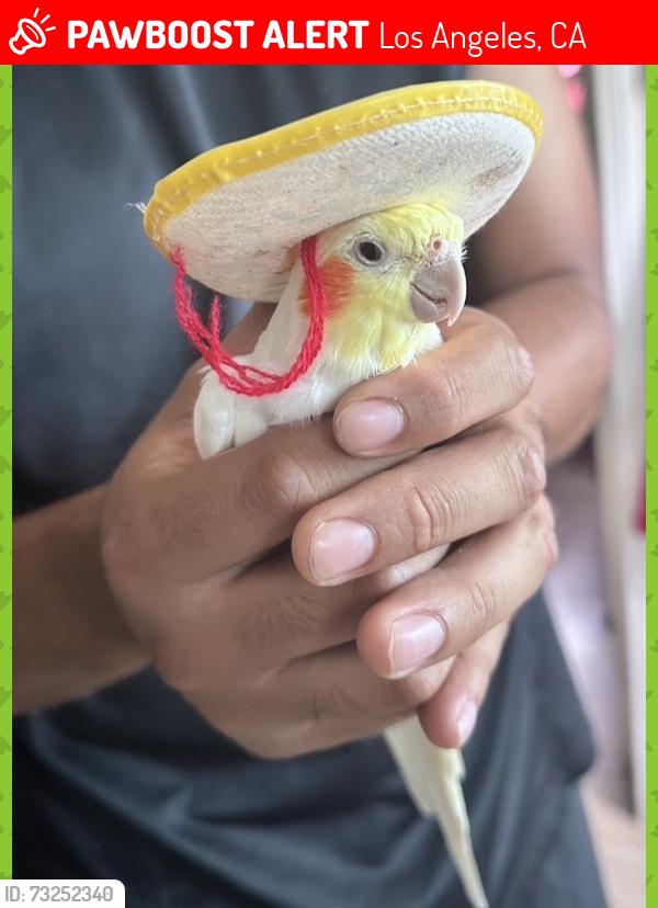 Lost Male Bird last seen San Pedro St and 43rd St, Los Angeles, CA 90011