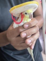 Lost Male Bird last seen San Pedro St and 43rd St, Los Angeles, CA 90011