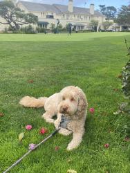 Reunited Female Dog last seen Leimert Blvd/Oakmore Rd, Oakland, CA 94602