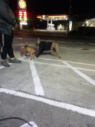 Lost Female Dog last seen Walgreens in el cerrito ca, El Cerrito, CA 92881