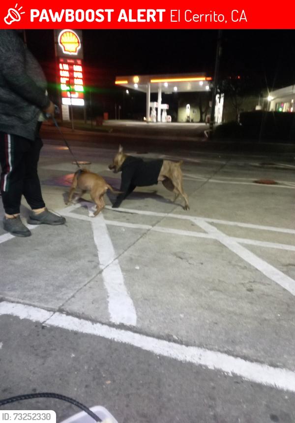 Lost Female Dog last seen Walgreens in el cerrito ca, El Cerrito, CA 92881