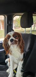 Reunited Male Dog last seen Williamsburg Colony, Katy, TX 77449