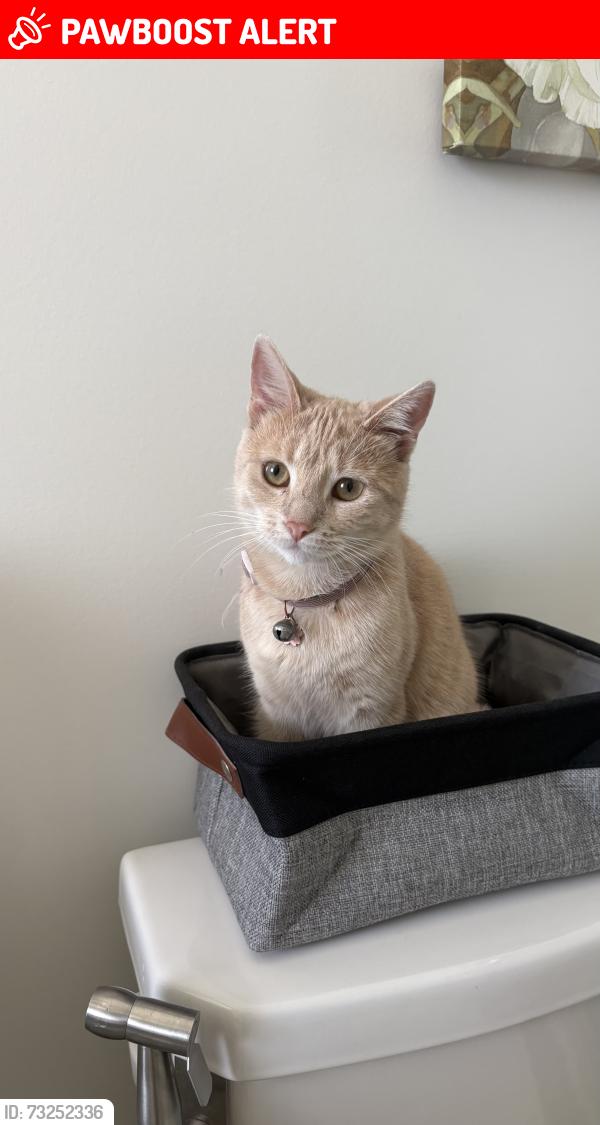 Lost Female Cat last seen McLean Crescent, Port Elgin, ON, Saugeen Shores, ON N0H 2C3
