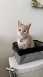 Lost Female Cat last seen McLean Crescent, Port Elgin, ON, Saugeen Shores, ON N0H 2C3