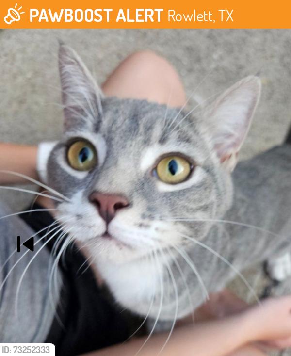 Found/Stray Female Cat last seen Normandy and Danridge in Princeton Park in Rowlett.., Rowlett, TX 75089