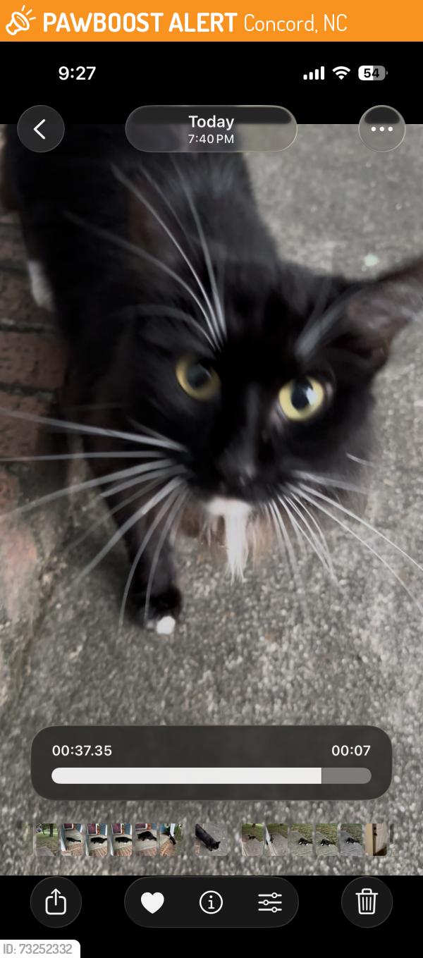 Found/Stray Unknown Cat last seen Windrose Neighborhood, Concord, NC 28025