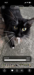 Found/Stray Unknown Cat last seen Windrose Neighborhood, Concord, NC 28025