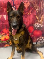 Found/Stray Unknown Dog last seen Located at Rockdale County Animal Service, 1506 Rockbridge Road, Conyers, GA 30012, Conyers, GA 30012