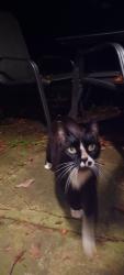 Found/Stray Unknown Cat last seen Near Sycamore Woods and Oakes Rd., Clayton, OH 45315