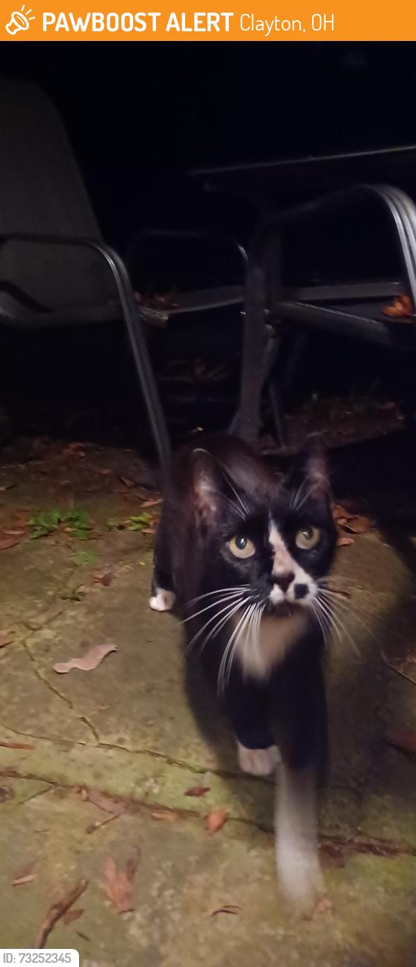 Found/Stray Unknown Cat last seen Near Sycamore Woods and Oakes Rd., Clayton, OH 45315