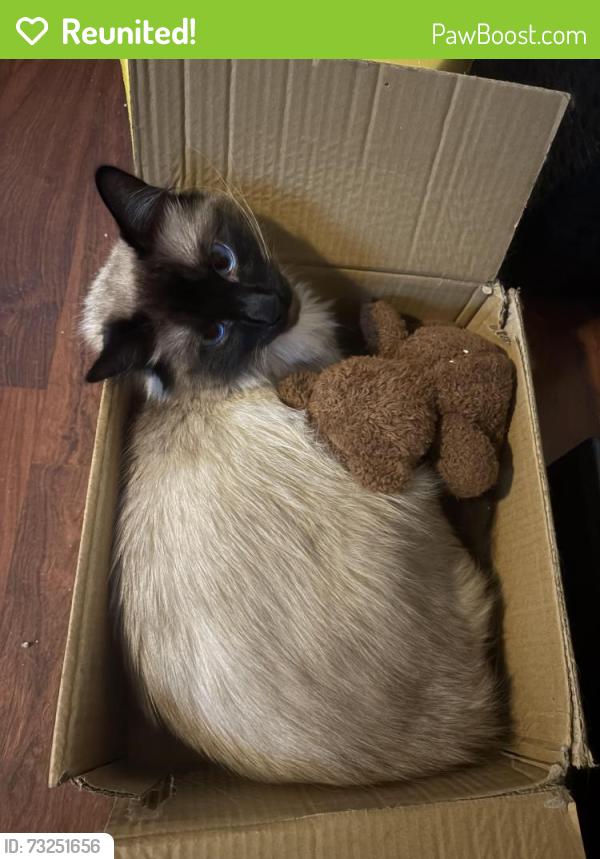 Reunited Male Cat last seen Eldridge and West Little York, Houston, TX 77041