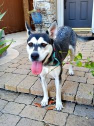 Found/Stray Female Dog last seen Don Julian and Calle Verde, La Puente, CA 91746