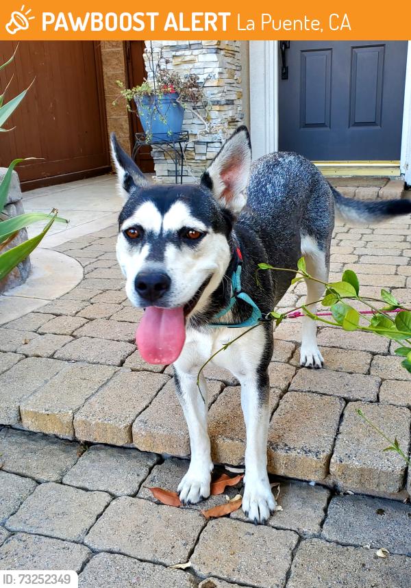 Found/Stray Female Dog last seen Don Julian and Calle Verde, La Puente, CA 91746