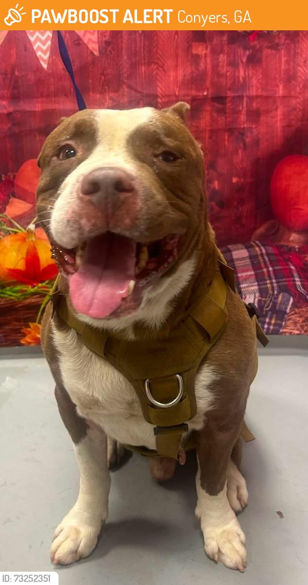 Found/Stray Unknown Dog last seen Located at Rockdale County Animal Service, 1506 Rockbridge Road, Conyers, GA 30012, Conyers, GA 30012