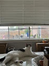 Reunited Male Cat last seen Oaks of Clear Creek Subdivision, League City, TX 77573