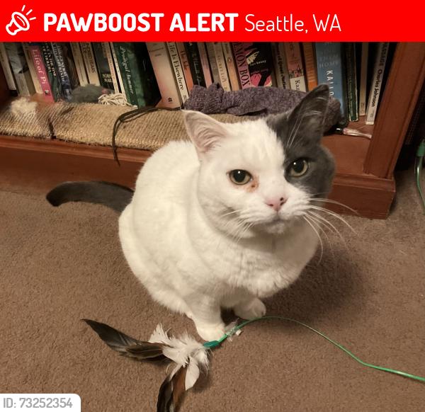 Lost Female Cat last seen Ne 85 and 5 ne, Seattle, WA 98115