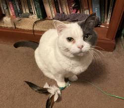 Lost Female Cat last seen Ne 85 and 5 ne, Seattle, WA 98115