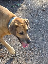 Reunited Female Dog last seen Jones Rd, Renton, WA 98058