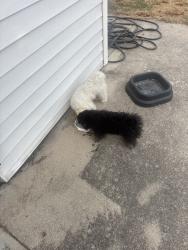 Found/Stray Unknown Dog last seen Meadowbrook golf course, Fort Worth, TX 76112