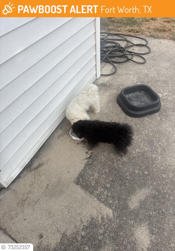 Found/Stray Unknown Dog last seen Meadowbrook golf course, Fort Worth, TX 76112