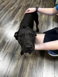 Found/Stray Female Dog last seen Surf style souvenir shop heading north on courthouse, Gulfport, MS 39501