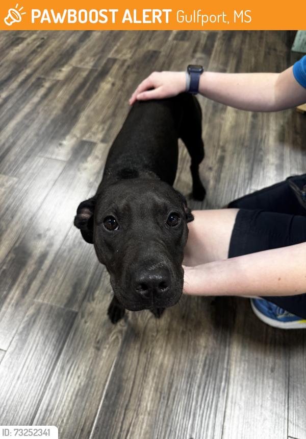 Found/Stray Female Dog last seen Surf style souvenir shop heading north on courthouse, Gulfport, MS 39501