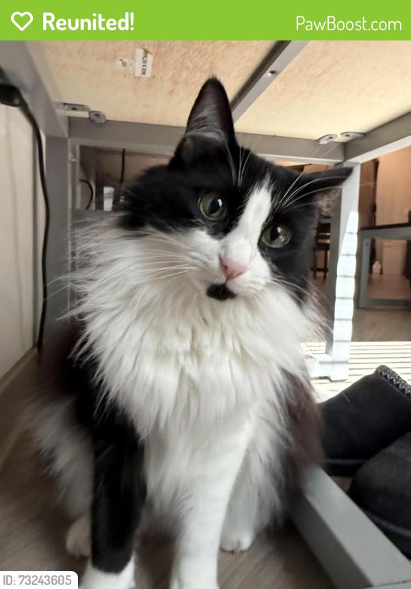 Reunited Female Cat last seen corner of cyndi cr by the street, Chico, CA 95973