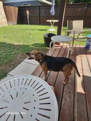 Reunited Female Dog last seen Burgess, Pensacola, FL 32503