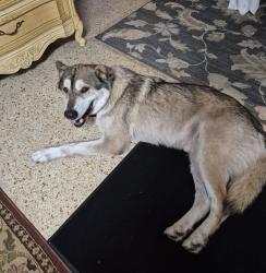 Reunited Male Dog last seen Holly Hill, FL, USA, Holly Hill, FL 32118