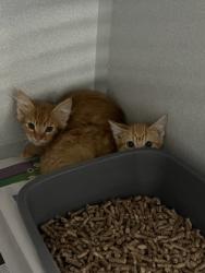 Shelter Stray Unknown Cat last seen River Mist Way at W. La Loma Dr, Rancho Cordova, CA, 6201 Florin Perkins Rd, Sacramento, CA 95828, USA