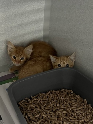 Shelter Stray Unknown Cat last seen River Mist Way at W. La Loma Dr, Rancho Cordova, CA, 6201 Florin Perkins Rd, Sacramento, CA 95828, USA