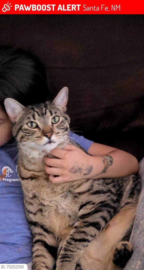 Lost Male Cat last seen Camino largo, Paseo Rael, Santa Fe, NM 87507