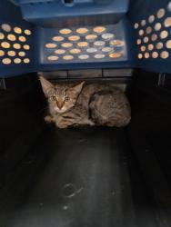 Shelter Stray Unknown Cat last seen River Mist Way at W. La Loma Dr, Rancho Cordova, CA, 6201 Florin Perkins Rd, Sacramento, CA 95828, USA