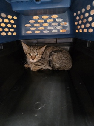 Shelter Stray Unknown Cat last seen River Mist Way at W. La Loma Dr, Rancho Cordova, CA, 6201 Florin Perkins Rd, Sacramento, CA 95828, USA