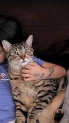 Lost Male Cat last seen Camino largo, Paseo Rael, Santa Fe, NM 87507