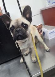 Shelter Stray Male Dog last seen Near Bancroft Ave - Reach Academy, Oakland, CA, 1101 29th Ave, Oakland, CA 94601, USA