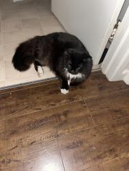 Lost Male Cat last seen Terell Dr, Citrus Heights, CA 95621