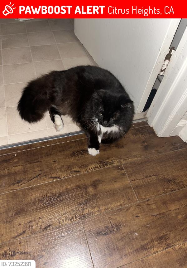 Lost Male Cat last seen Terell Dr, Citrus Heights, CA 95621