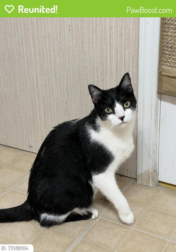 Reunited Male Cat last seen Charlton Heights Elementary School, Ballston Lake, NY 12019