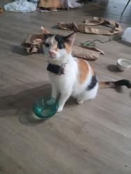 Reunited Female Cat last seen Alabonson and chrystell lane, Houston, TX 77092