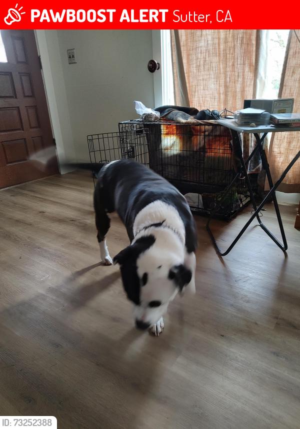 Lost Male Dog last seen Riverside st, Sutter, CA 95982