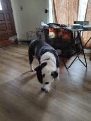 Lost Male Dog last seen Riverside st, Sutter, CA 95982