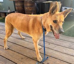 Found/Stray Female Dog last seen National Blvd and Brookhaven Ave., Los Angeles, CA 90064