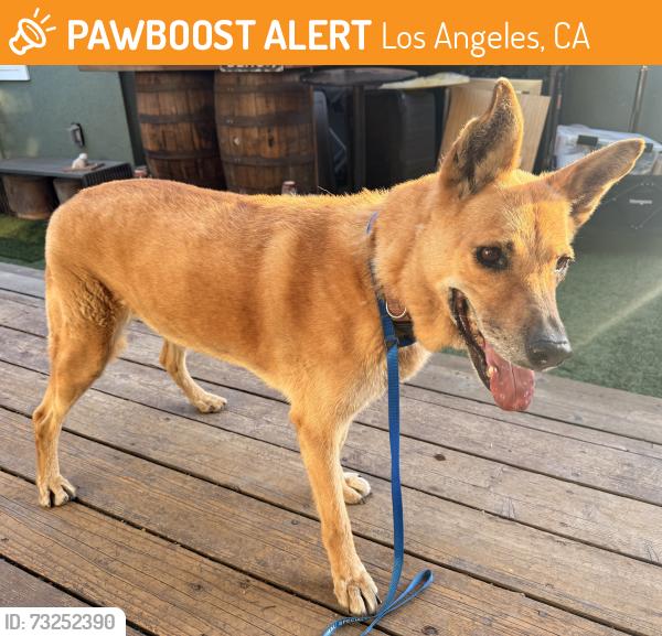 Found/Stray Female Dog last seen National Blvd and Brookhaven Ave., Los Angeles, CA 90064